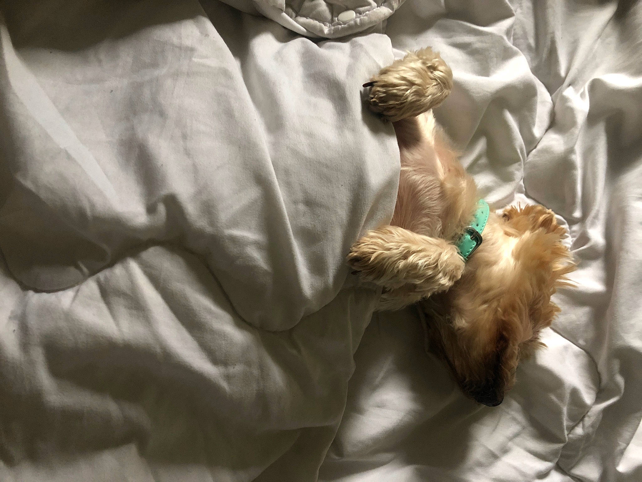 Hooper participe au concours pour gagner de l'argent avec cette photo : bed_sheet, bedding, comfort, companion_dog, dog, dog_breed, duvet, felidae, fur, linens, room, textile, toy_dog, wrinkle