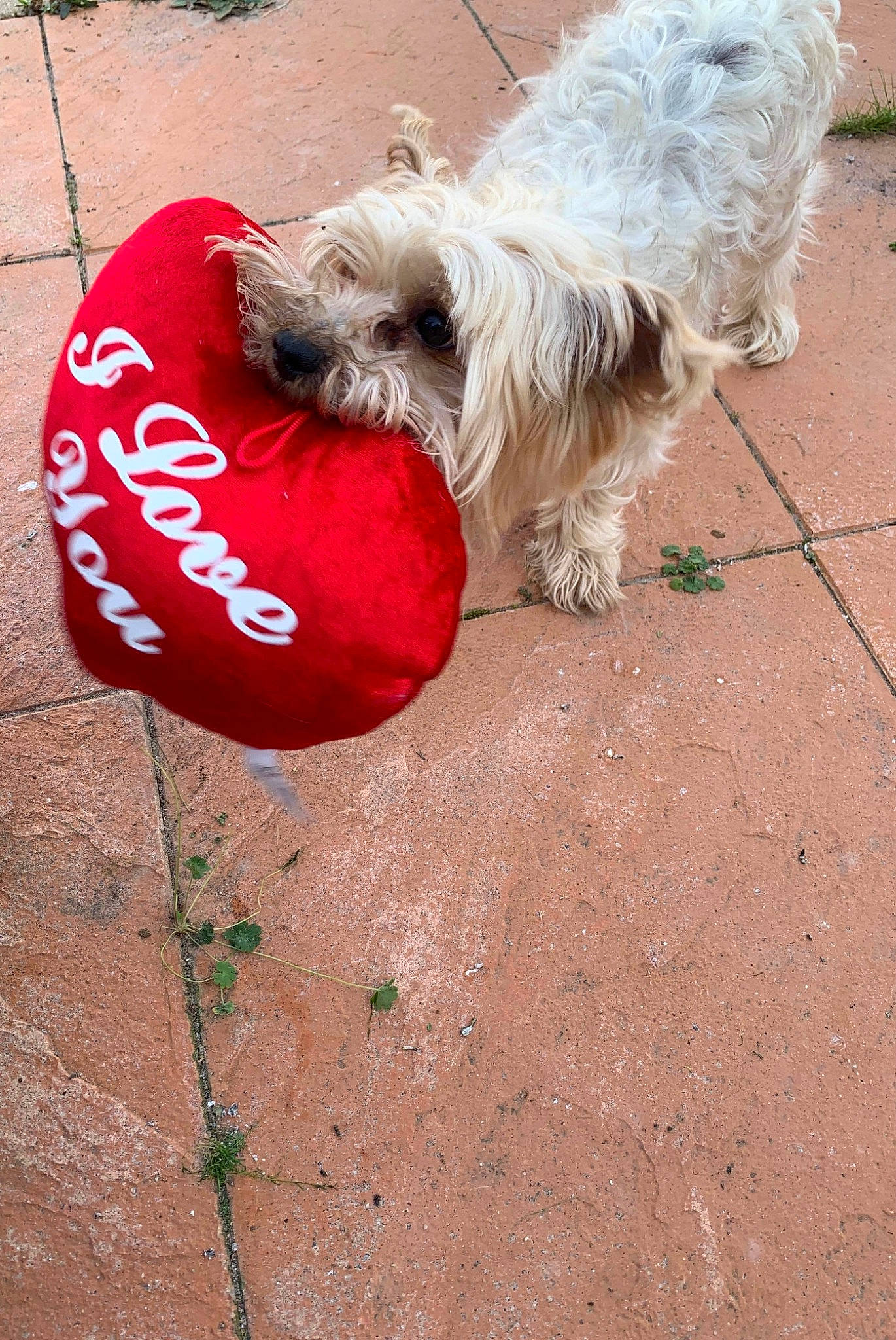 Hooper a rejoint le concours — aidez-le/la à gagner de superbes lots ! canidae, carmine, carnivore, collar, companion_dog, dog, dog_breed, dog_clothes, dog_collar, dog_supply, fur, maltepoo, pet_supply, small_terrier, snout, soil, sporting_group, terrier, toy_dog, working_animal