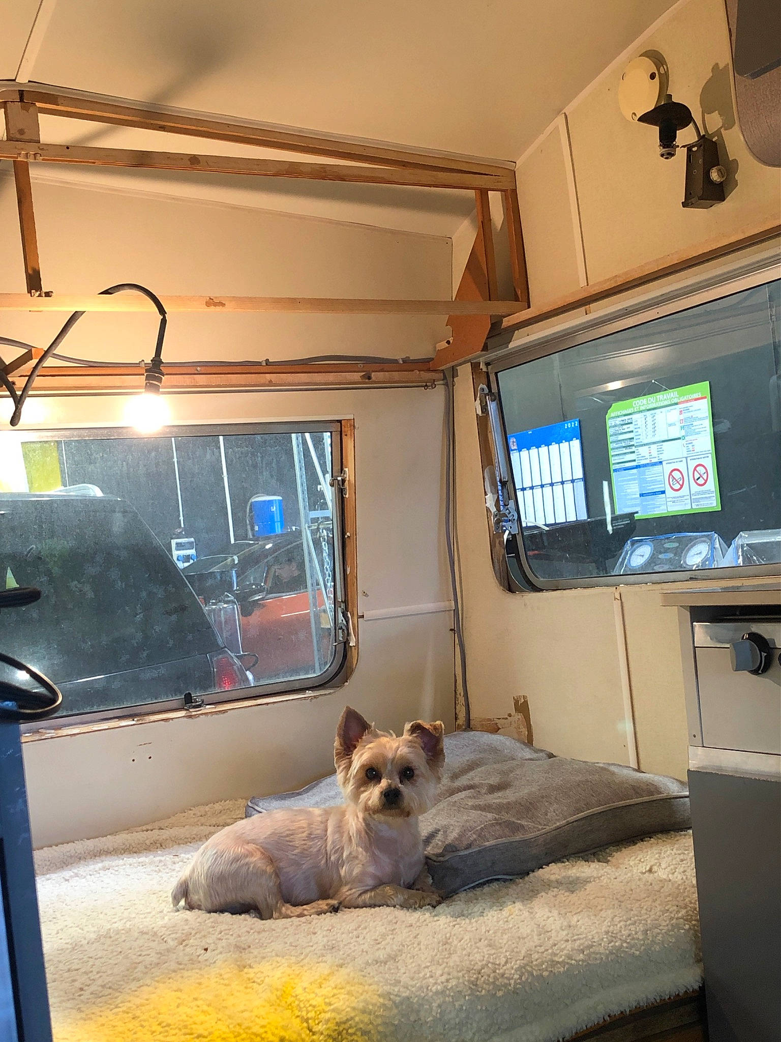 Hooper participe au concours pour gagner de l'argent avec cette photo : building, carnivore, ceiling, comfort, companion_dog, dog, dog_breed, door, flooring, home_appliance, house, interior_design, lighting, machine, room, sporting_group, television, television_set, vehicle_door, window