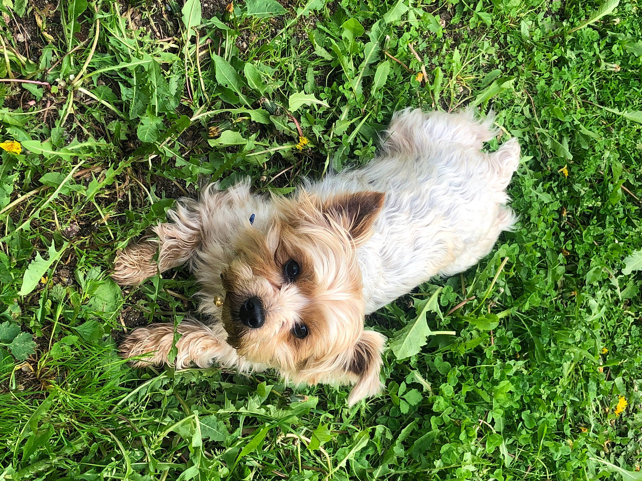 Hooper participe au concours pour gagner de l'argent avec cette photo : biewer_terrier, canidae, carnivore, companion_dog, dog, dog_breed, fawn, grass, groundcover, maltepoo, plant, small_terrier, snout, sporting_group, terrestrial_animal, terrier, toy_dog, water_dog, yorkipoo, yorkshire_terrier