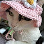 Rose participe au concours pour gagner de l'argent avec cette photo : cat, animal, pet, close_up, crocheted_hat, pink_hat, flower, whiskers, white_fur, black_fur, cute, cozy, indoor, portrait, feline, soft_texture, headwear, paw, adorable, domestic_animal