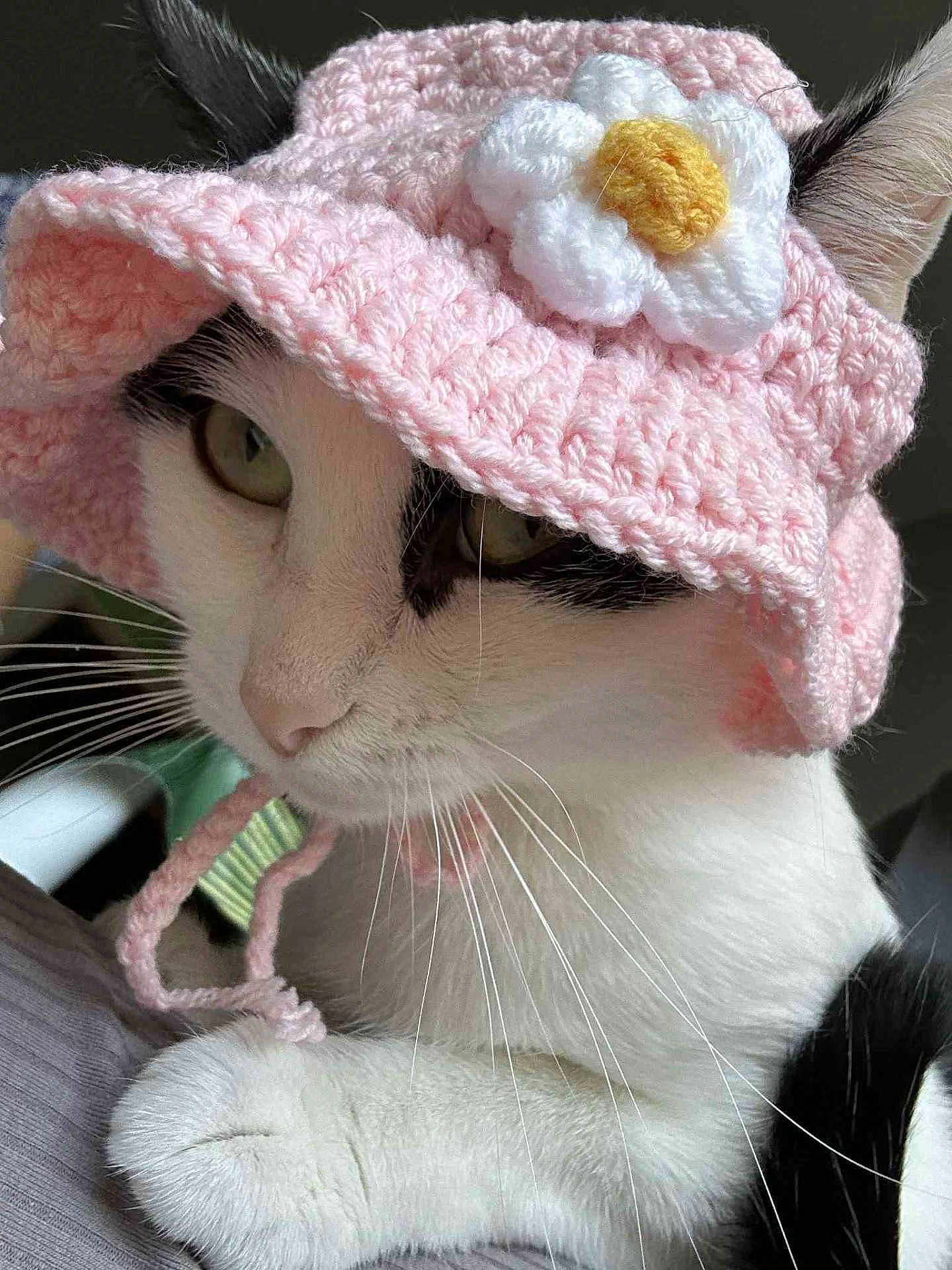 Rose participe au concours pour gagner de l'argent avec cette photo : cat, animal, pet, close_up, crocheted_hat, pink_hat, flower, whiskers, white_fur, black_fur, cute, cozy, indoor, portrait, feline, soft_texture, headwear, paw, adorable, domestic_animal