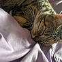 Caline participe au concours pour gagner de l'argent avec cette photo : cat, tabby, sleeping, resting, whiskers, ears, fur, pet, cozy, blanket, fabric, indoor, closeup, relaxation, domestic_cat, animal, mammal, cute, peaceful, nap