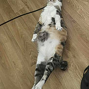 Caline a rejoint le concours — aidez-le/la à gagner de superbes lots ! cat, relaxed, sprawled, wooden_floor, paws_crossed, indoor, pet, striped, white_fur, calm, animal, cute, domestic_cat, sleepy, flooring, household, fur_pattern, resting, whiskers, tabby