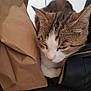 cat, tabby, sleeping, brown_paper_bag, black_bag, zipper, feline, close_up, indoor, resting, whiskers, fur, pet, domestic_animal, quiet, relaxed, animal, paw, soft_light, chair