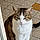 Minette
