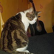 Minette a rejoint le concours — aidez-le/la à gagner de superbes lots ! cat, tabby_cat, indoor, guitar, musical_instrument, yellow_wall, patterned_wall, furniture, pet, animal, sitting, fur, tail, texture, closeup, domestic_cat, household, cozy, quiet, still_life