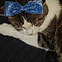cat, sleeping, bow, blue_bow, pet, feline, fur, whiskers, closed_eyes, domestic_animal, resting, cute, cozy, indoor, tabby, white_fur, striped_fur, animal, relaxing, soft