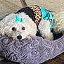 animal, bow, carpet, cozy, cute, dog, fashion, fluffy, furry, indoors, laying, leopard_print, pet, pet_bed, purple_bed, resting, small_dog, soft, turquoise, white_dog