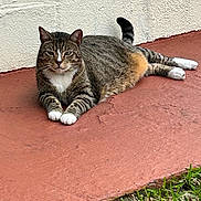 Ozzie is registered to the contest to win money with this photo: animal, cat, closeup, concrete, cute, daylight, domestic_cat, feline, fur, grass, looking_at_camera, lying_down, nature, outdoor, pet, resting, tabby_cat, wall, white_chest, white_paws