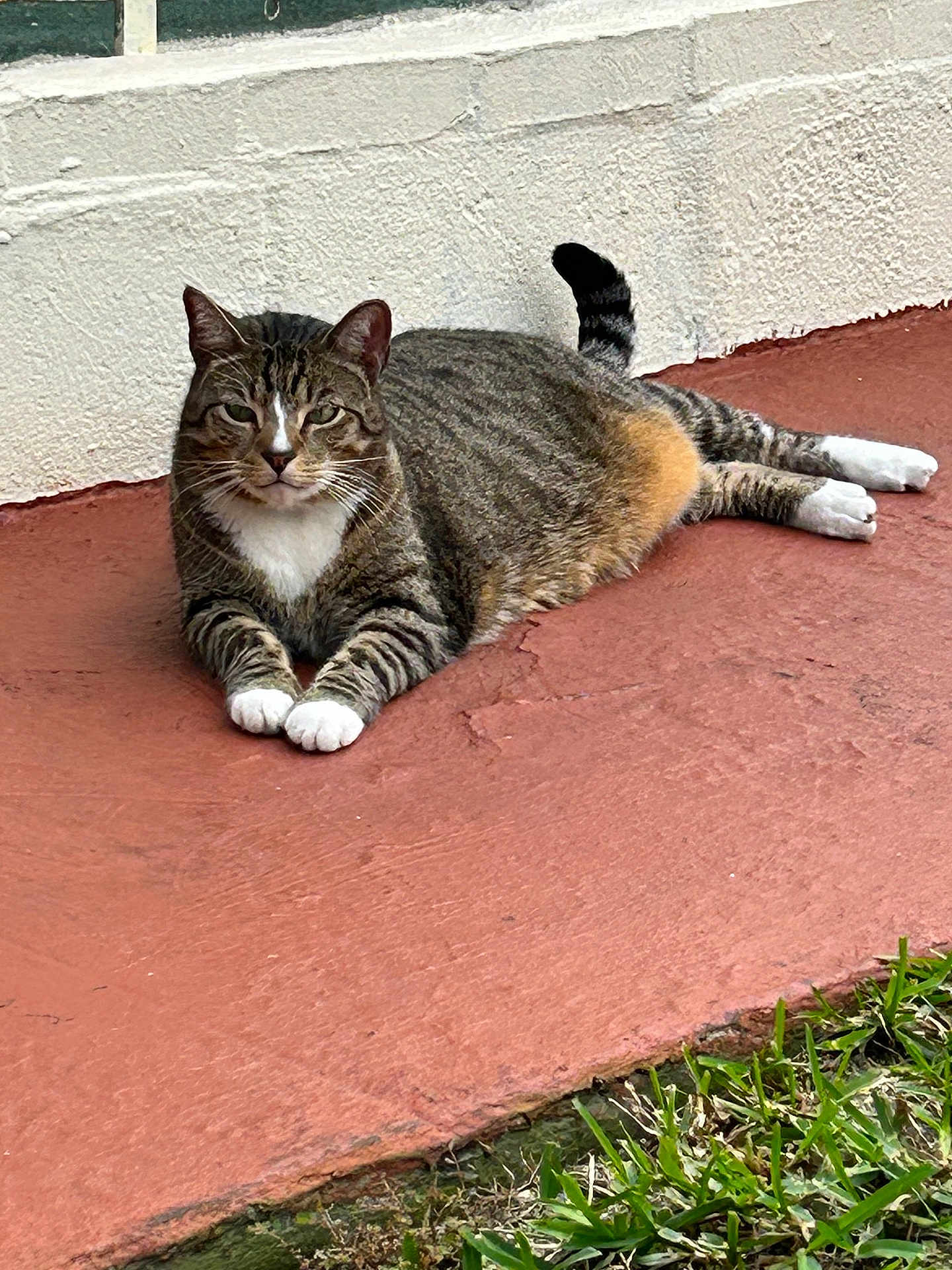 Ozzie