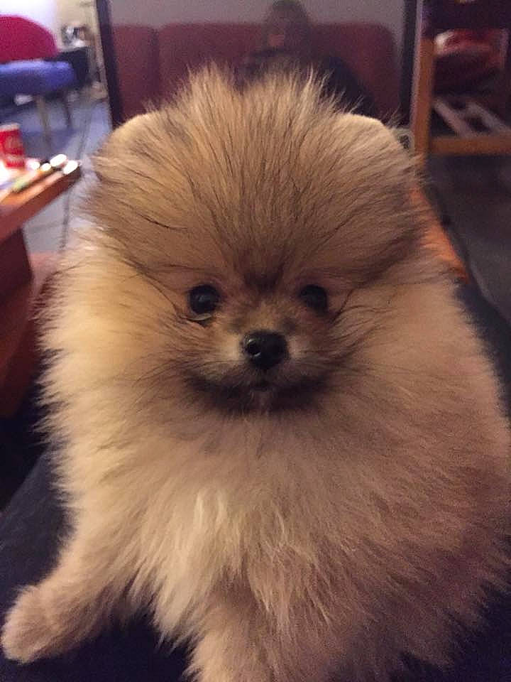 Omalley participe au concours pour gagner de l'argent avec cette photo : canidae, carnivore, companion_dog, dog, dog_breed, fawn, fur, german_spitz, german_spitz_klein, german_spitz_mittel, natural_material, non_sporting_group, pomeranian, puppy, snout, spitz, sporting_group, toy_dog, vertebrate, working_animal