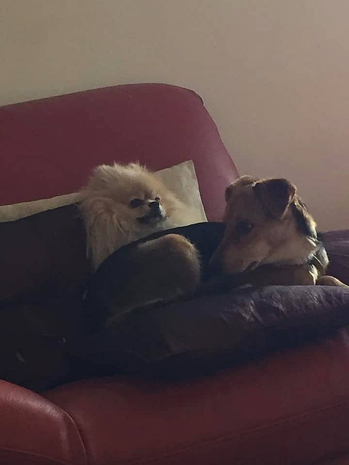 Omalley participe au concours pour gagner de l'argent avec cette photo : canidae, carnivore, companion_dog, couch, dog, dog_breed, fawn, fur, german_spitz_klein, liver, living_room, non_sporting_group, pet_supply, pomeranian, puppy, snout, spitz, toy_dog, vertebrate