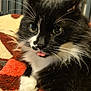 Gaby participe au concours pour gagner de l'argent avec cette photo : cat, black_and_white, tongue_out, close_up, whiskers, fluffy, paw, blanket, indoor, cute, pet, feline, cozy, resting, soft, animal, mischievous, portrait, fur, relaxed