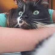 Gaby participe au concours pour gagner de l'argent avec cette photo : cat, black_and_white_cat, whiskers, close_up, person, arm, turquoise_shirt, resting, indoor, pet, feline, face, fur, eyes, nose, cozy, animal, domestic_animal, companion, cute