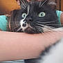 cat, black_and_white_cat, whiskers, close_up, person, arm, turquoise_shirt, resting, indoor, pet, feline, face, fur, eyes, nose, cozy, animal, domestic_animal, companion, cute