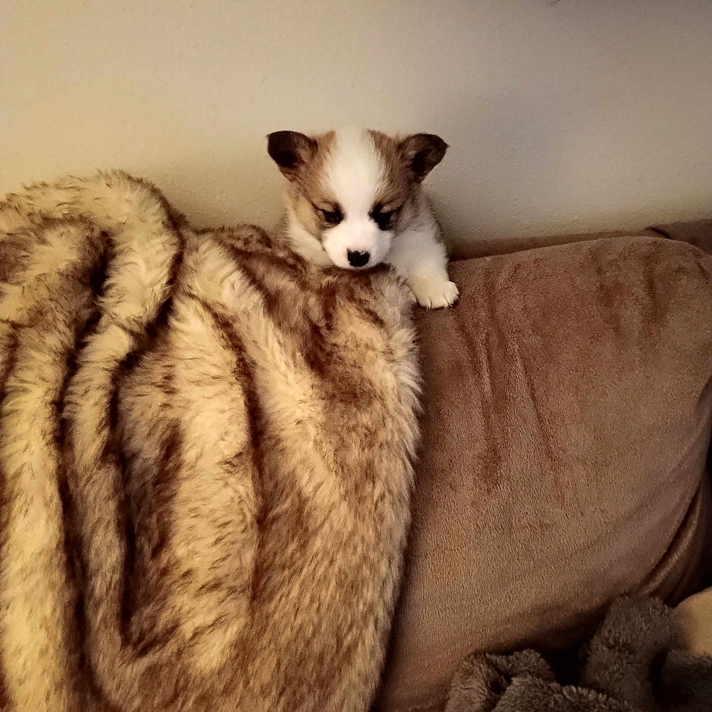 Angel is registered to the contest to win money with this photo: animal, blanket, brown, comfort, couch, cozy, curious, cute, dog, fur, home, indoor, pet, puppy, relax, resting, small, soft, warm, white