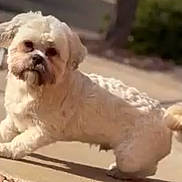 Kobe is registered to the contest to win money with this photo: animal, canine, companion, curious, cute, daylight, dog, domestic_animal, fluffy, friendly, fur, mammal, outdoor, pet, sidewalk, small_dog, suburban, sunny, walking, white_dog