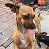 Bebe joined the competition — help win amazing prizes! animal, background, brown_dog, bucket, close_up, clutter, concrete, container, curious, dog, energetic, hose, multiple_dogs, outdoor, patio, pet, playful, small_dog, tile_floor, tongue_out
