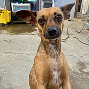 Bebe joined the competition — help win amazing prizes! animal, brown_dog, concrete_floor, cord, curious, dog, domestic, doorway, ears, household_items, looking_at_camera, mop_bucket, outdoor, pet, plastic_drawer, shelf, sitting, small_dog, wall, yellow_bucket