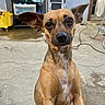 animal, brown_dog, concrete_floor, cord, curious, dog, domestic, doorway, ears, household_items, looking_at_camera, mop_bucket, outdoor, pet, plastic_drawer, shelf, sitting, small_dog, wall, yellow_bucket