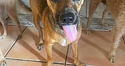 Bebe is registered to the contest to win money with this photo: accessories, animal, bodypart, boxer, bulldog, canine, chihuahua, cream, dessert, dog, food, hound, icecream, mouth, person, pet, puppy, strap, terrier, tongue