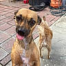 Bebe joined the competition — help win amazing prizes! animal, background_objects, brown_dog, close_up, concrete_floor, curious, dog, domestic_animal, furry_dog, outdoor, patio, pet, plastic_container, playful, red_bucket, small_dog, three_dogs, tile_floor, tongue_out, vacuum_cleaner