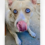 Girlfriend is registered to the contest to win money with this photo: animal_photography, blue_eyes, canine, close_up, dog, floor, floppy_ears, front_paws, funny, fur, indoor, lying_down, pet, pink_tongue, playful, pointed_ears, portrait, puppy, tongue_out, white_dog