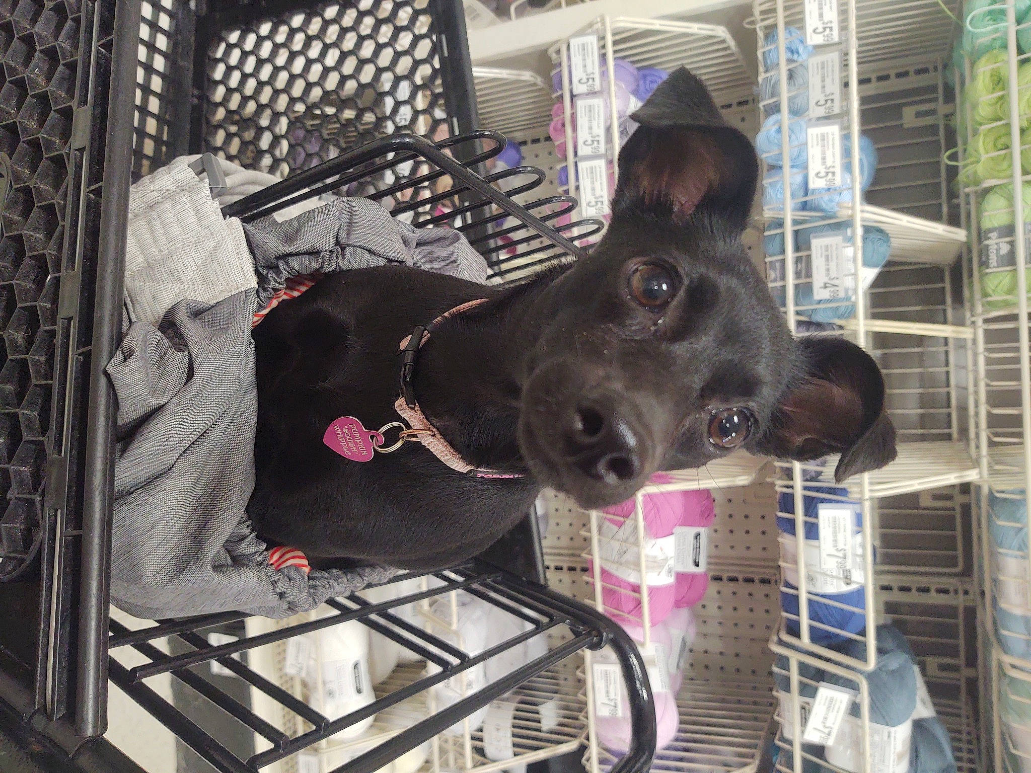 Squish joined the competition — help win amazing prizes! animal_shelter, canidae, carnivore, collar, companion_dog, dog, dog_breed, dog_collar, dog_crate, dog_supply, fawn, kennel, leash, liver, mammal, pet_supply, snout, sporting_group, vertebrate, working_animal