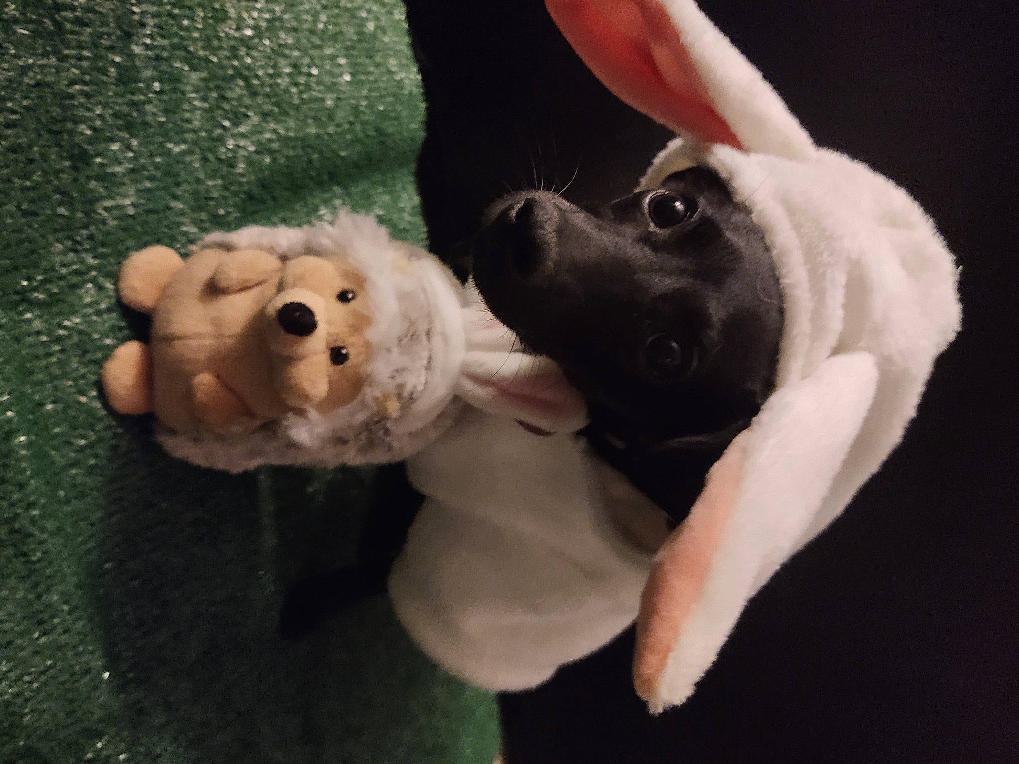 Squish is registered to the contest to win money with this photo: ball, canidae, carnivore, companion_dog, dog, dog_breed, fawn, football, fur, gesture, happy, selfie, smile, snout, sporting_group, stuffed_toy, sunglasses, toy, working_animal, wrist