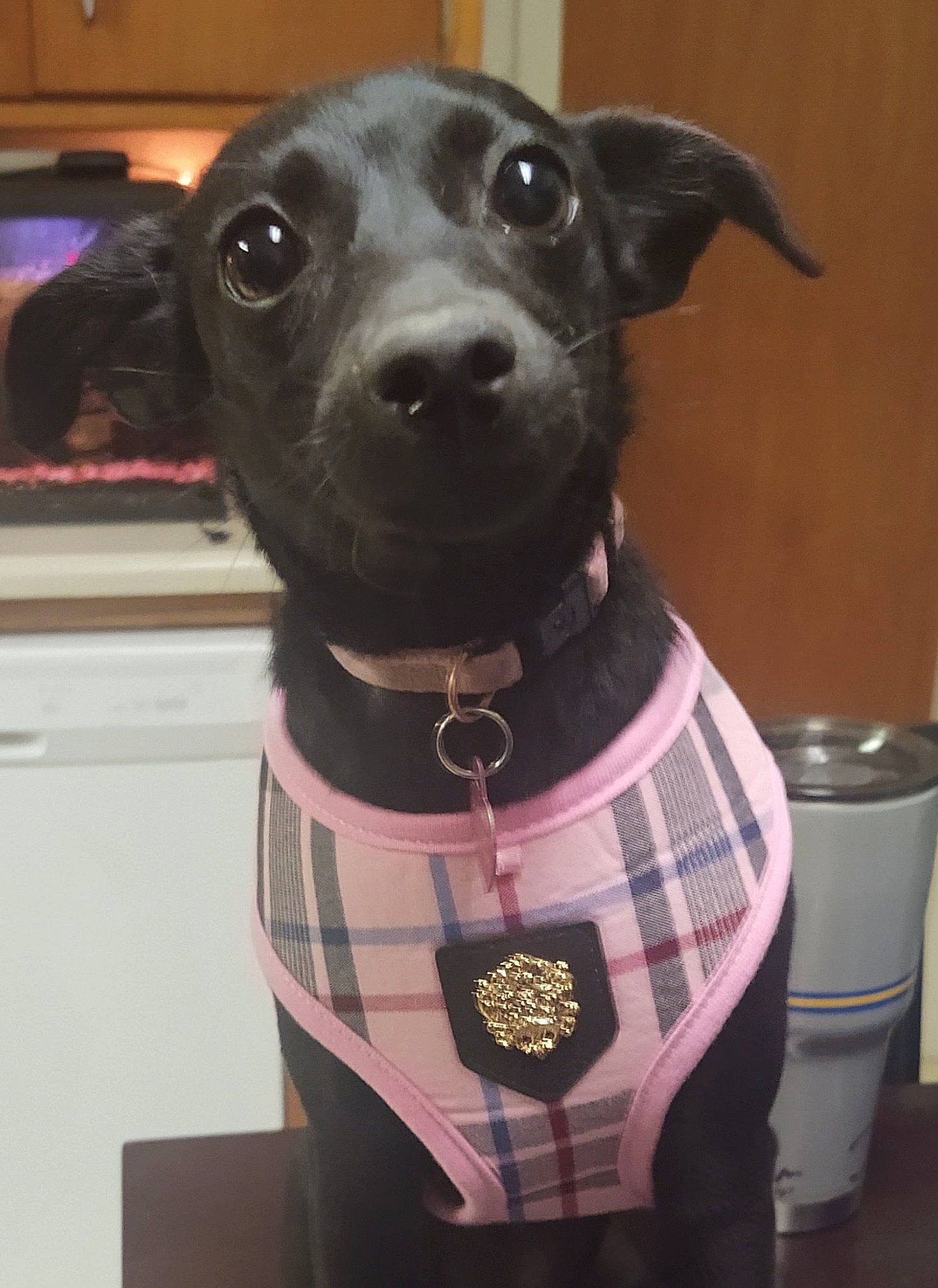 Squish is registered to the contest to win money with this photo: borador, canidae, carnivore, collar, companion_dog, dog, dog_breed, dog_collar, dog_supply, fashion_accessory, fawn, fur, guard_dog, liver, metal, pet_supply, snout, sporting_group, whiskers, working_animal