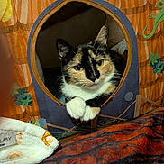 Calie is registered to the contest to win money with this photo: bed, blanket, calico_cat, cat, cat_house, close_up, cozy, cube, ears, eyes, fabric, feline, finger, indoor, label, pattern, paws, pet, portrait, whiskers