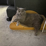 Willow is registered to the contest to win money with this photo: cat, gray_cat, lounging, indoor, carpet, furniture, couch, wooden_scratch_pad, pet, relaxed, fluffy, animal, mammal, whiskers, claws, paw, cute, home, resting, feline