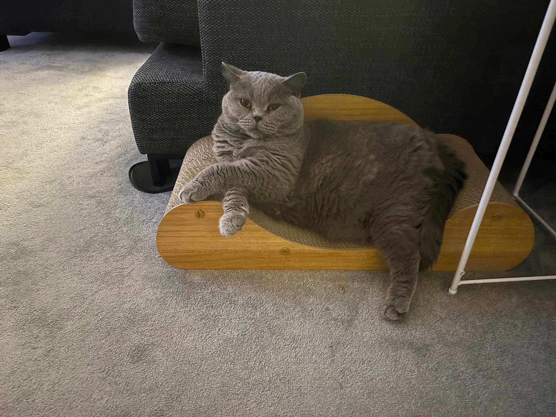 Willow