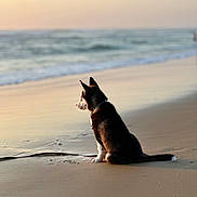 Alpha participe au concours pour gagner de l'argent avec cette photo : animal, beach, calm, collar, dog, leash, nature, ocean, outdoor, peaceful, pet, quiet, sand, serene, shore, side_view, sitting, sunset, twilight, water