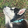 animal, black_and_white, canine, closeup, collar, cute, dog, fur, grass, husky, nature, outdoor, peaceful, pet, portrait, puppy, resting, sleeping, soft_focus, young
