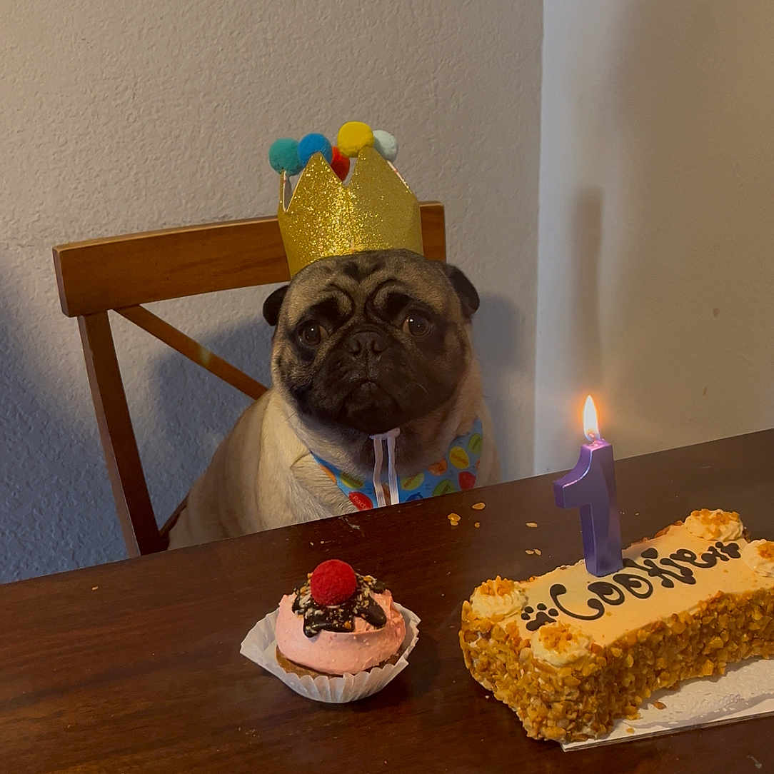 Cookie is registered to the contest to win money with this photo: animal, birthday, brown, cake, candle, celebration, chair, colorful, crown, cupcake, cute, dessert, dog, food, indoor, party, pet, pug, table, wood