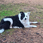 Lola a rejoint le concours — aidez-le/la à gagner de superbes lots ! dog, black_and_white, lying_down, outdoor, grass, dirt, calm, pet, canine, animal, fur, nature, one_ear_up, relaxed, ground, grass_patch, daylight, mammal, resting, alert