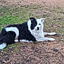 dog, black_and_white, lying_down, outdoor, grass, dirt, calm, pet, canine, animal, fur, nature, one_ear_up, relaxed, ground, grass_patch, daylight, mammal, resting, alert