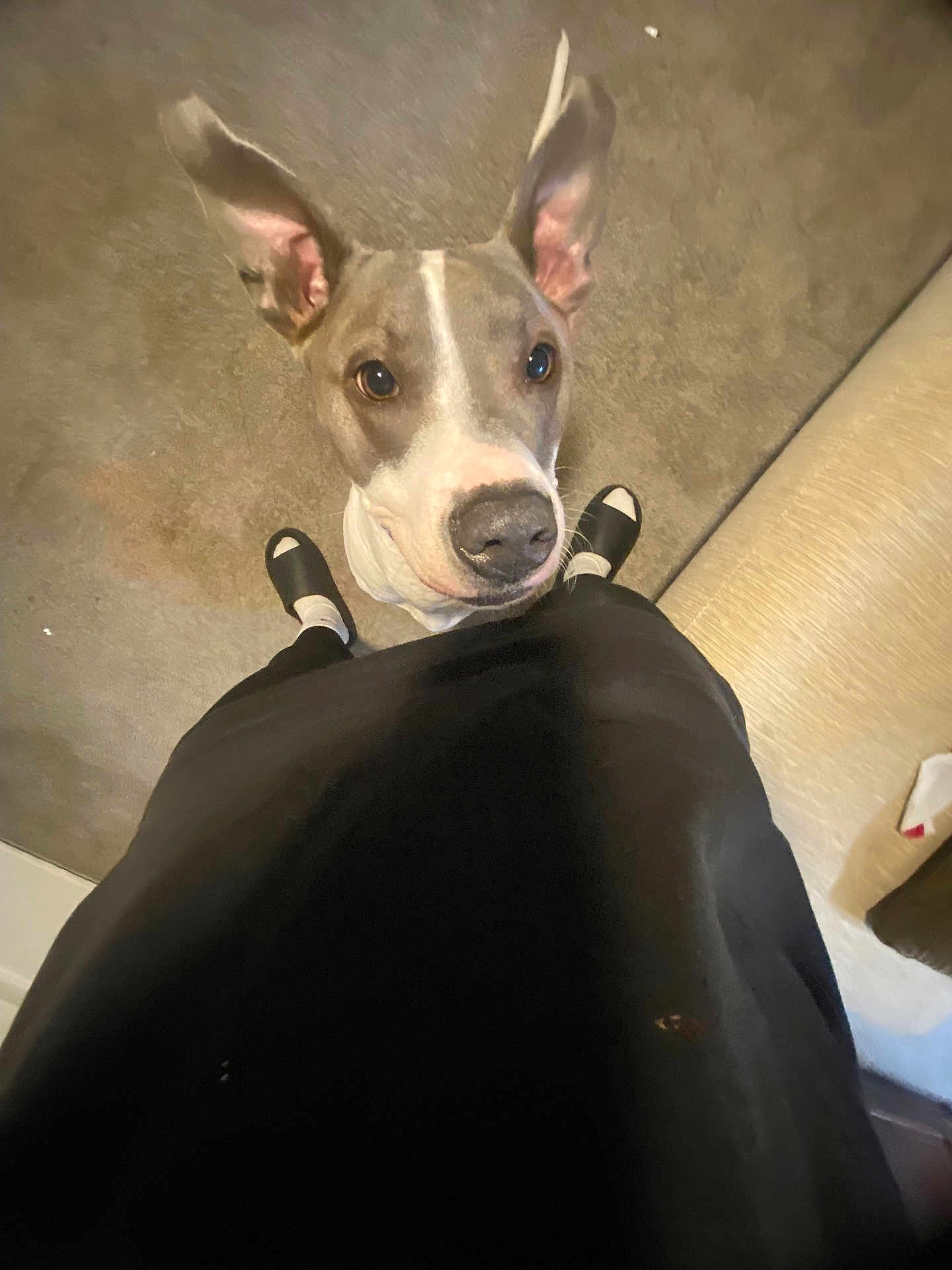 Baely joined the competition — help win amazing prizes! dog, pet, indoor, carpet, ears_up, looking_up, curious, person, legs, black_clothing, slippers, couch, floor, living_room, animal, canine, domestic, brown_and_white, alert, companion