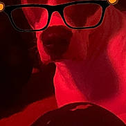 Baely joined the competition — help win amazing prizes! dog, pet, indoor, red_light, glasses_sticker, cartoon_bear, face, animal, ears, person_hand, phone, cozy, closeup, brown_and_white, fur, looking, sitting, pajamas, dots, casual