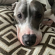 Baely is registered to the contest to win money with this photo: animal, brown, close_up, cozy, cushion, cute, dog, ears, face, fur, indoor, looking, lying_down, pattern, pet, portrait, relaxed, resting, snout, white