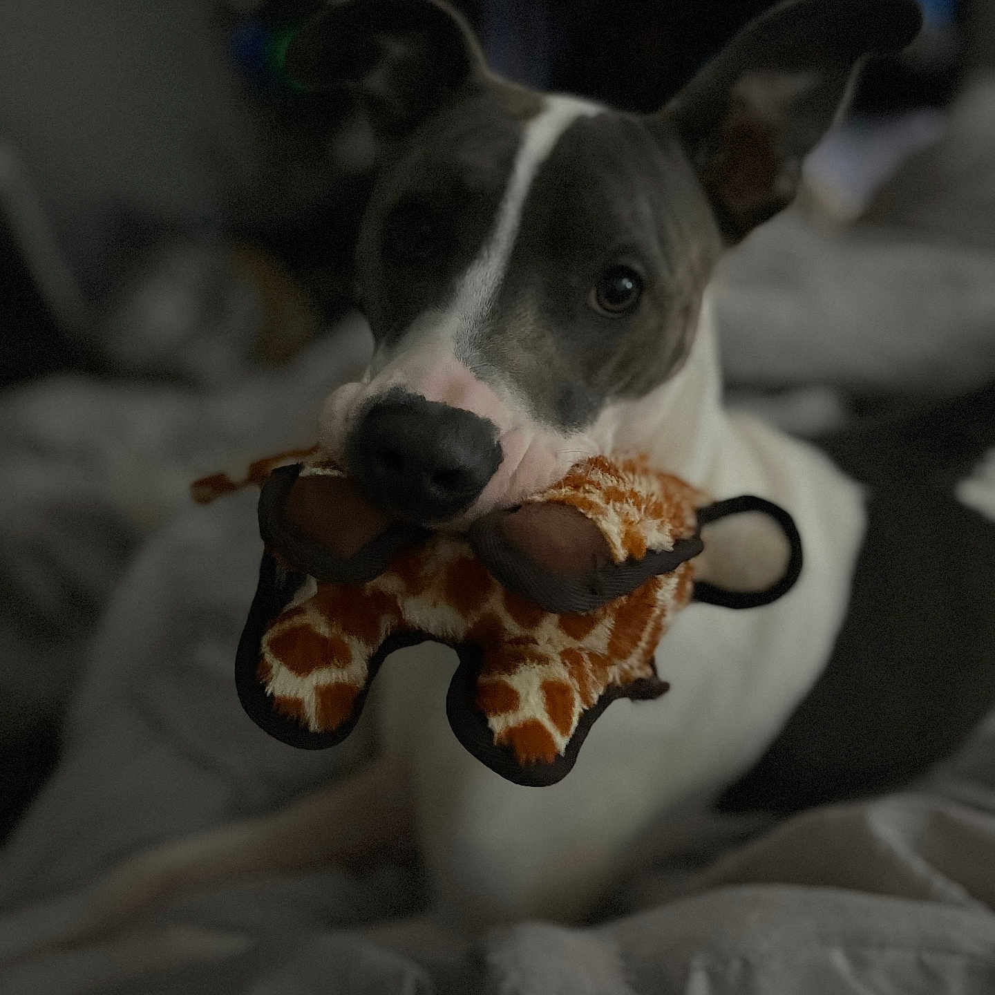 Baely is registered to the contest to win money with this photo: animal, bed, blanket, comfort, cozy, cute, dog, ears, face, giraffe_pattern, gray, indoor, mouth, nose, pet, plush_toy, relaxed, soft, toy, white