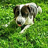 dog, black_and_white, grass, outdoor, sunlight, wooden_fence, pet, playful, tongue_out, canine, nature, summer, animal, resting, greenery, cute, domestic_animal, leaf, yard, sunny