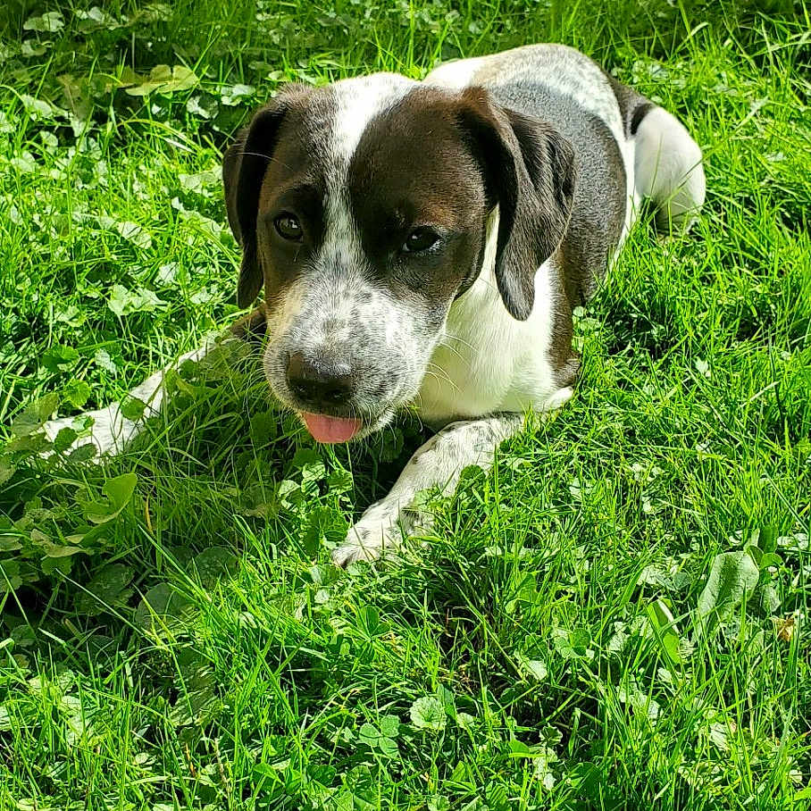 Zena is registered to the contest to win money with this photo: dog, black_and_white, grass, outdoor, sunlight, wooden_fence, pet, playful, tongue_out, canine, nature, summer, animal, resting, greenery, cute, domestic_animal, leaf, yard, sunny