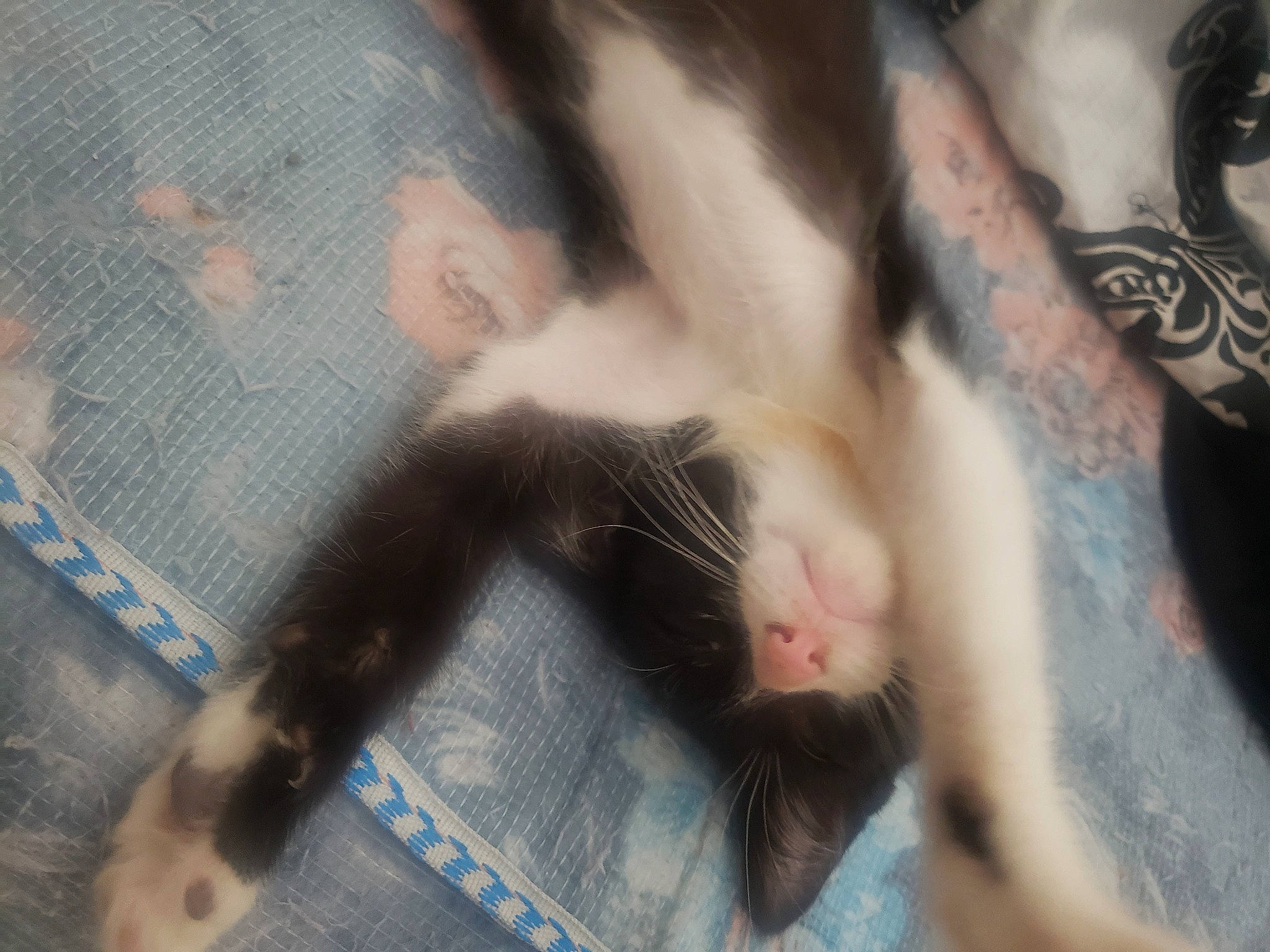 Minouche a rejoint le concours — aidez-le/la à gagner de superbes lots ! carnivore, cat, claw, comfort, domestic_short_haired_cat, fawn, felidae, foot, fur, gesture, human_leg, nail, nap, paw, small_to_medium_sized_cats, snout, sporting_group, tail, whiskers