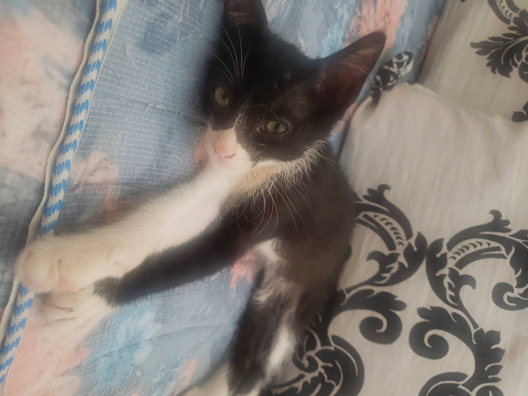 Minouche a rejoint le concours — aidez-le/la à gagner de superbes lots ! carnivore, cat, cat_supply, claw, comfort, domestic_short_haired_cat, felidae, fur, grey, linens, paw, small_to_medium_sized_cats, snout, tail, whiskers