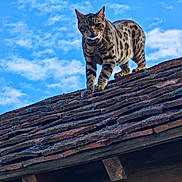 Looky participe au concours pour gagner de l'argent avec cette photo : cat, spotted_cat, roof, tiles, blue_sky, clouds, outdoor, animal, feline, pet, nature, daylight, wildlife, mammal, walking, fur, whiskers, ears, alert, standing
