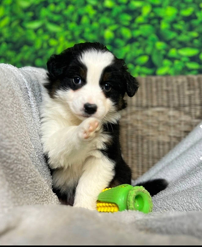 Tiana participe au concours pour gagner de l'argent avec cette photo : australian_shepherd, canidae, carnivore, companion_dog, dog, dog_breed, dog_supply, fur, herding_dog, non_sporting_group, puppy, snout, sporting_group, terrestrial_animal, toy_dog, working_animal, working_dog