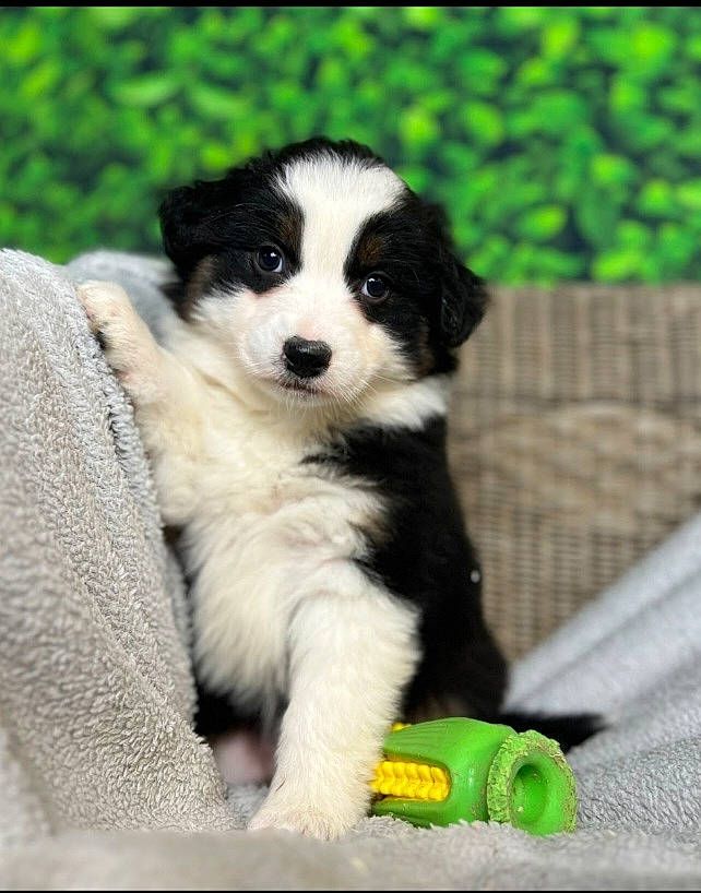 Tiana participe au concours pour gagner de l'argent avec cette photo : border_collie, canidae, carnivore, companion_dog, dog, dog_breed, fur, grass, herding_dog, non_sporting_group, plant, puppy, sporting_group, terrestrial_animal, toy_dog, tree, working_animal, working_dog